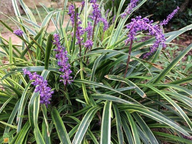 ÇİM ZAMBAĞI 5 ADET 'Liriope Muscari Variegata'