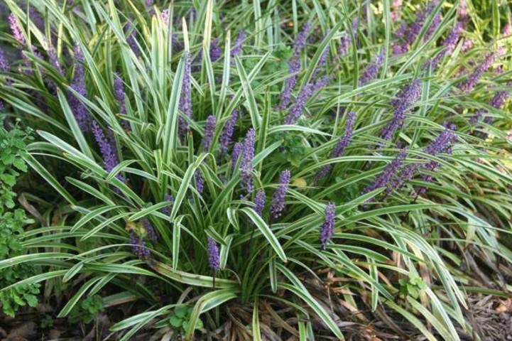ÇİM ZAMBAĞI 5 ADET 'Liriope Muscari Variegata'