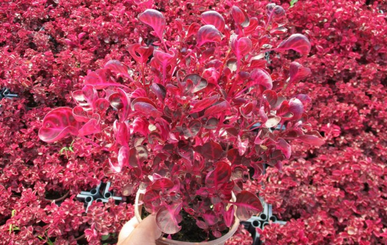 ÇİNGENE ŞALVARI 20 ADET - PEMBE SÜS BİTKİSİ - İresine Herbstii