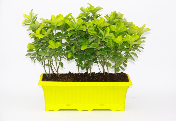 ÇİT GOLD TAFLAN - SARI RENKLİ HAZIR CANLI ÇİT