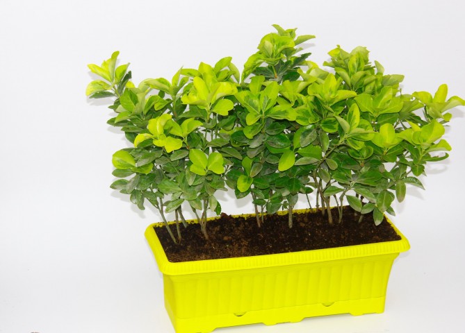 ÇİT GOLD TAFLAN - SARI RENKLİ HAZIR CANLI ÇİT