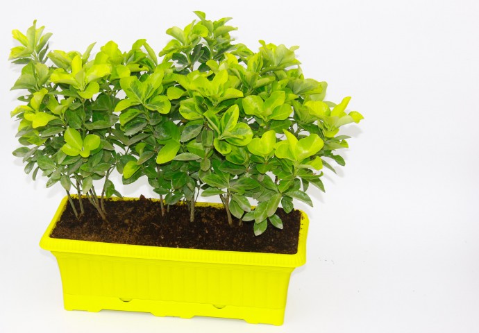 ÇİT GOLD TAFLAN - SARI RENKLİ HAZIR CANLI ÇİT