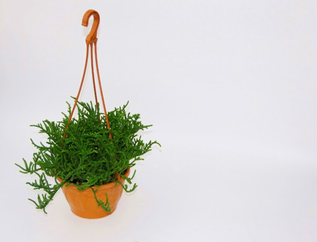 CRASSULA MUSCOSA SUKULENT - ASKILI SAKSIDA HEDİYELİK