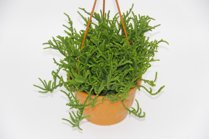 CRASSULA MUSCOSA SUKULENT - ASKILI SAKSIDA HEDİYELİK