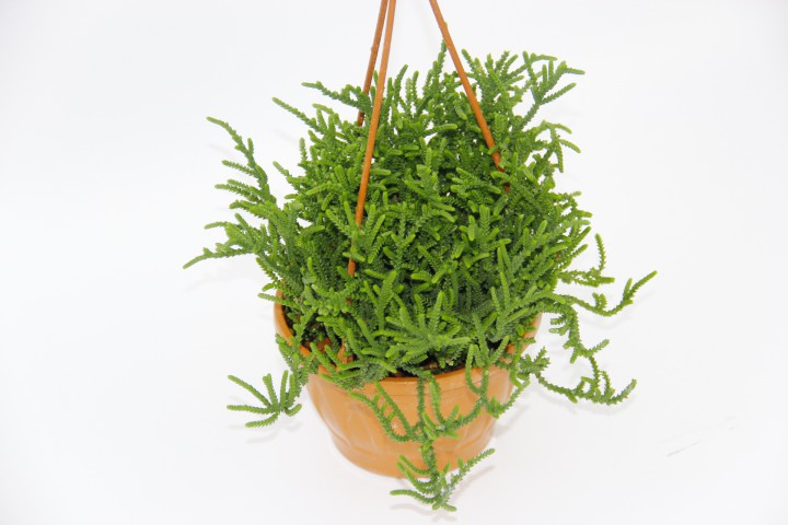 CRASSULA MUSCOSA SUKULENT - ASKILI SAKSIDA HEDİYELİK