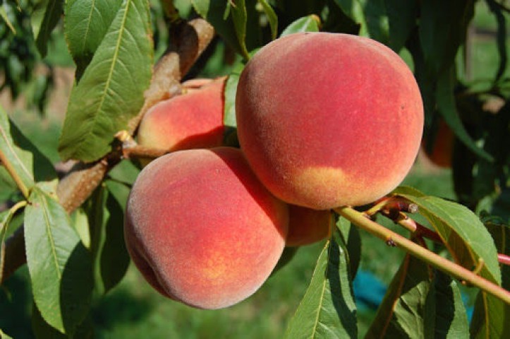 CRESTHAVEN ŞEFTALİ FİDANI 10 ADET - AŞILI ve TÜPLÜ