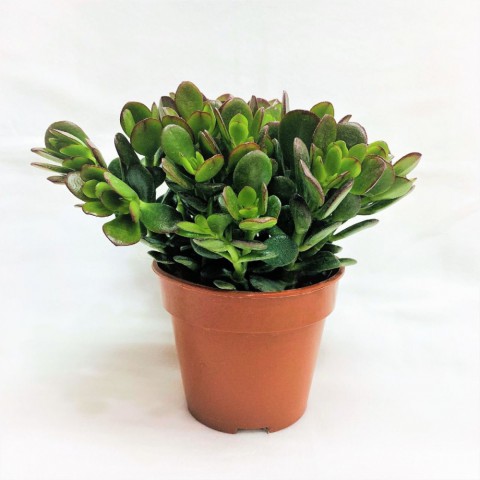 Crassula Ovata - Para ve Şans Bitkisi - 10 ADET SUKULENT - TERARY
