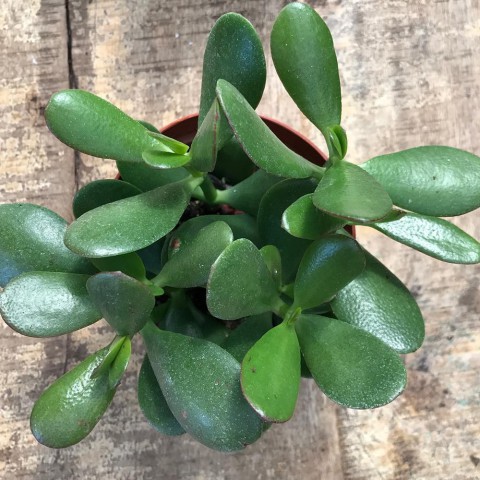 Crassula Ovata - Para ve Şans Bitkisi - 10 ADET SUKULENT - TERARY