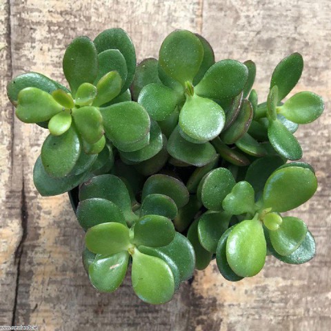 Crassula Ovata - Para ve Şans Bitkisi - 50 ADET SUKULENT