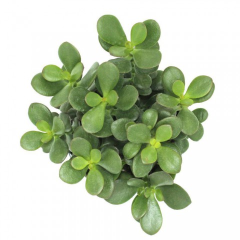 Crassula Ovata - Para ve Şans Bitkisi - 50 ADET SUKULENT