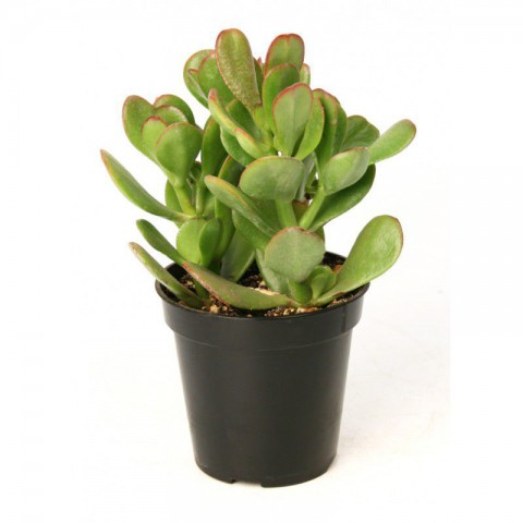 Crassula Ovata - Para ve Şans Bitkisi - 50 ADET SUKULENT