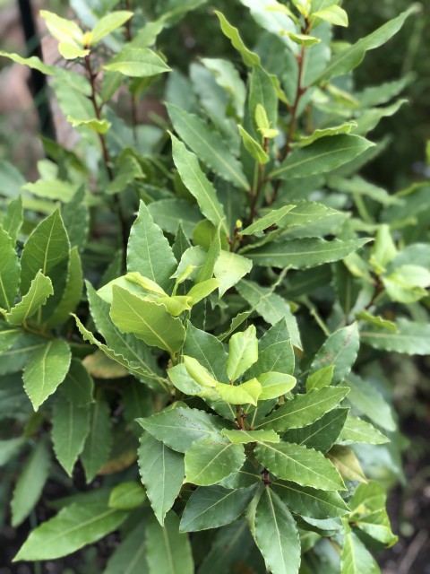 DEFNE EKİM SETİ -TOHUM,TOPRAK,SAKSI,BİTKİ BESİNİ