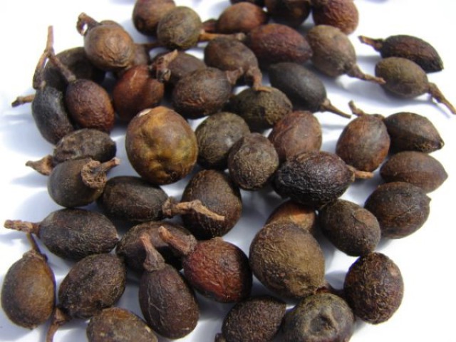 DEFNE EKİM SETİ -TOHUM,TOPRAK,SAKSI,BİTKİ BESİNİ