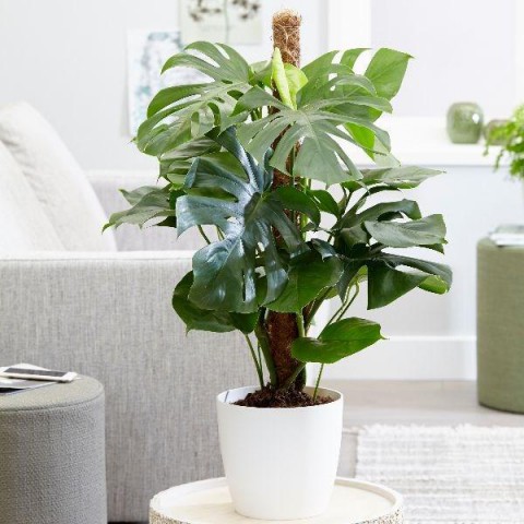 DEVE TABANI MONSTERA 2 ADET - HEDİYELİK EV OFİS BİTKİSİ