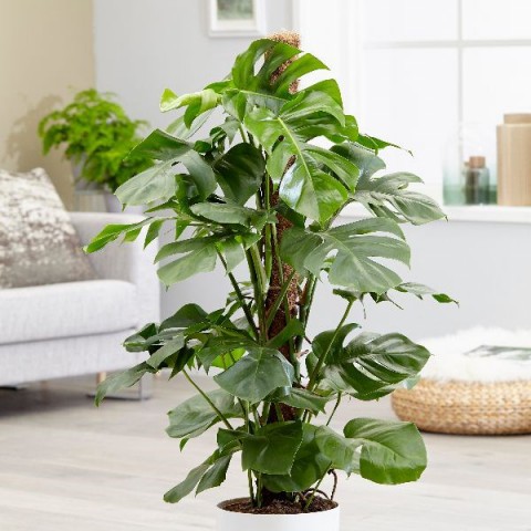 DEVE TABANI MONSTERA 2 ADET - HEDİYELİK EV OFİS BİTKİSİ