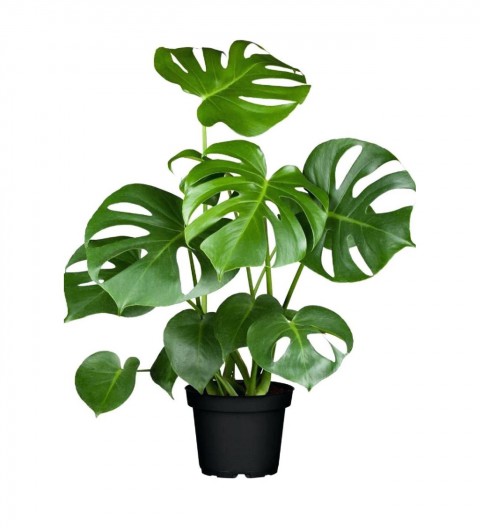 DEVE TABANI MONSTERA - HEDİYELİK EV OFİS BİTKİSİ