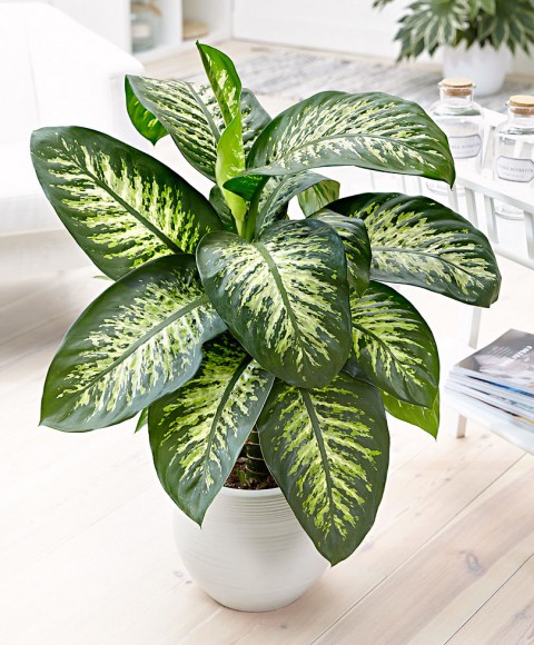 DİFENBAHYA SALON ve OFİS BİTKİSİ 5 ADET HEDİYELİK 30-40 cm