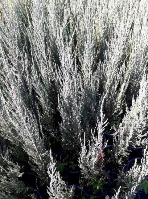 DİK ARDIÇ FİDANI (Skyrocket) 10 ADET - ÇİT BİTKİSİ