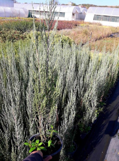 DİK ARDIÇ FİDANI (Skyrocket) 10 ADET - ÇİT BİTKİSİ