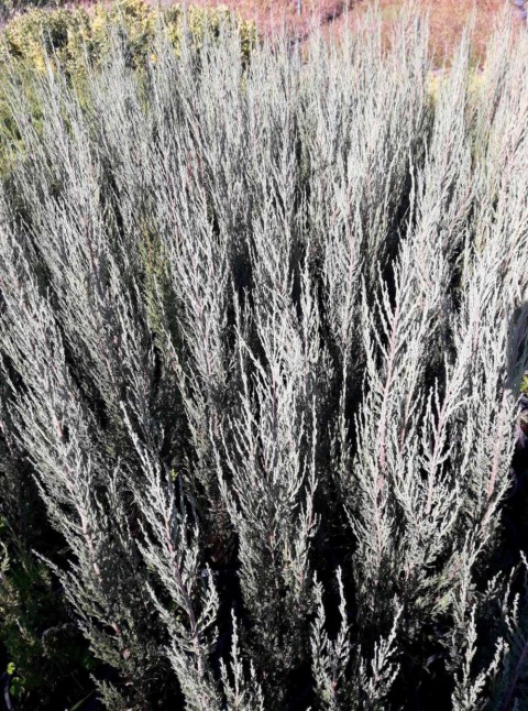 DİK ARDIÇ FİDANI (Skyrocket) 10 ADET - ÇİT BİTKİSİ