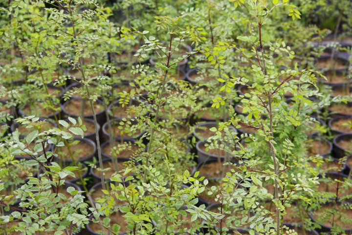 DİŞBUDAK AĞACI FİDANI 10 ADET