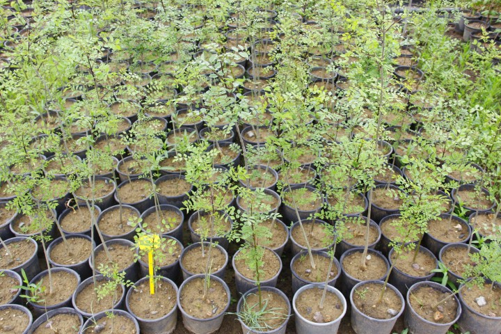 DİŞBUDAK AĞACI FİDANI 10 ADET