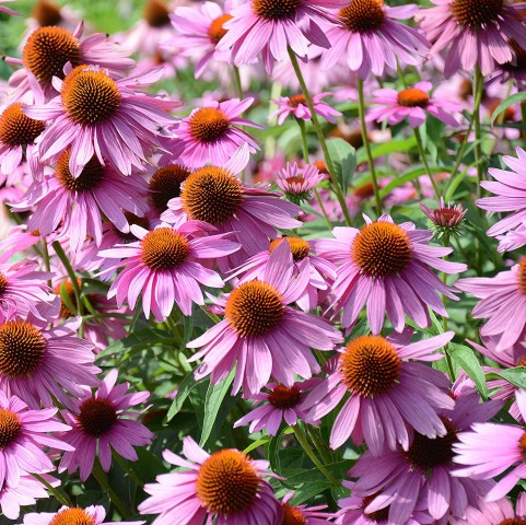 EKİNEZYA FİDESİ 3 ADET - KONİ ÇİÇEĞİ Echinacea Purpurea