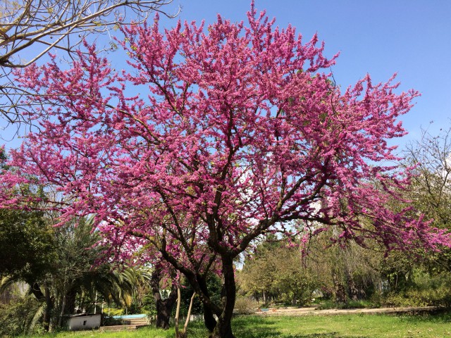 ERGUVAN FİDANI 5 ADET - Cercis Siliquastrum