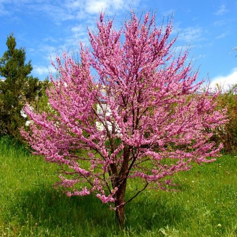 ERGUVAN FİDANI 5 ADET - Cercis Siliquastrum