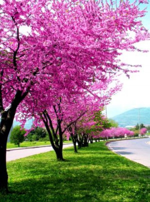 ERGUVAN FİDANI 5 ADET - Cercis Siliquastrum