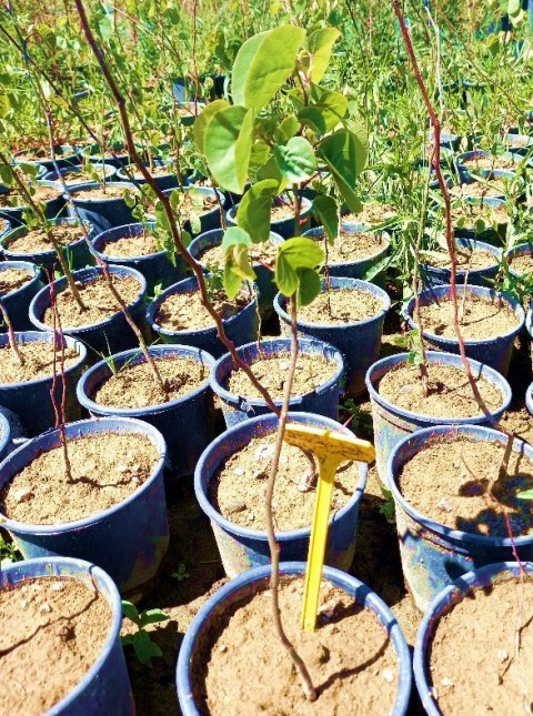 ERGUVAN FİDANI 5 ADET - Cercis Siliquastrum
