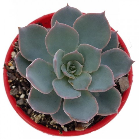 Echeveria Morning Beauty - 10 ADET SUKULENT