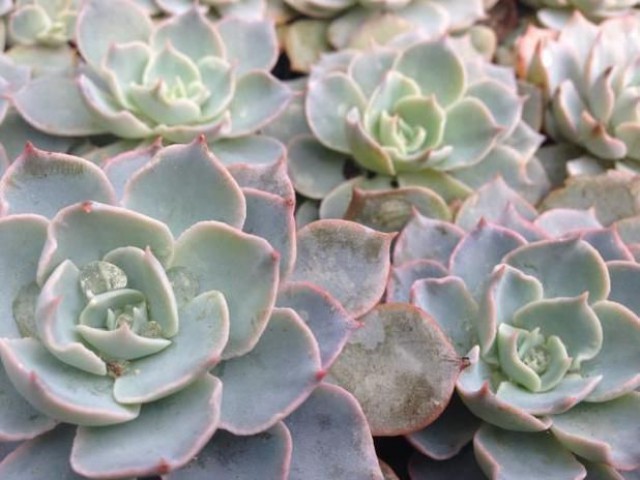 Echeveria Morning Beauty - 10 ADET SUKULENT