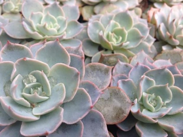 Echeveria Morning Beauty - 20 ADET SUKULENT