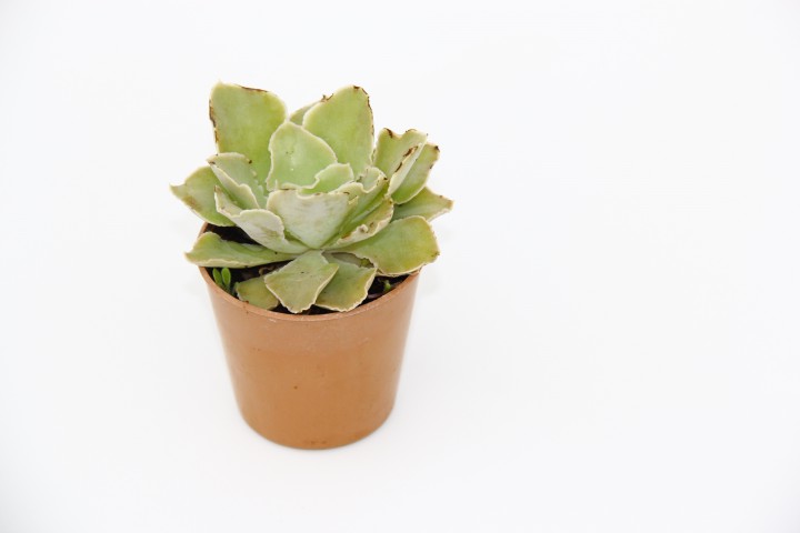 Echeveria Morning Beauty - 5 ADET SUKULENT