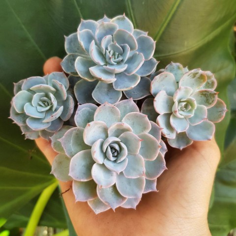Echeveria Morning Beauty - 50 ADET SUKULENT