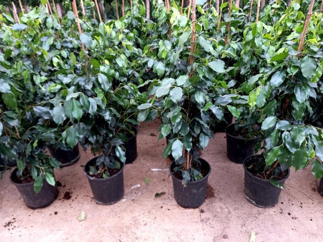 FİCUS BENJAMİN 2 ADET - HEDİYELİK SALON / OFİS BİTKİSİ