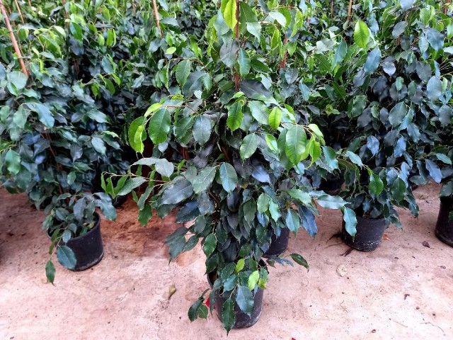 FİCUS BENJAMİN - HEDİYELİK SALON / OFİS BİTKİSİ