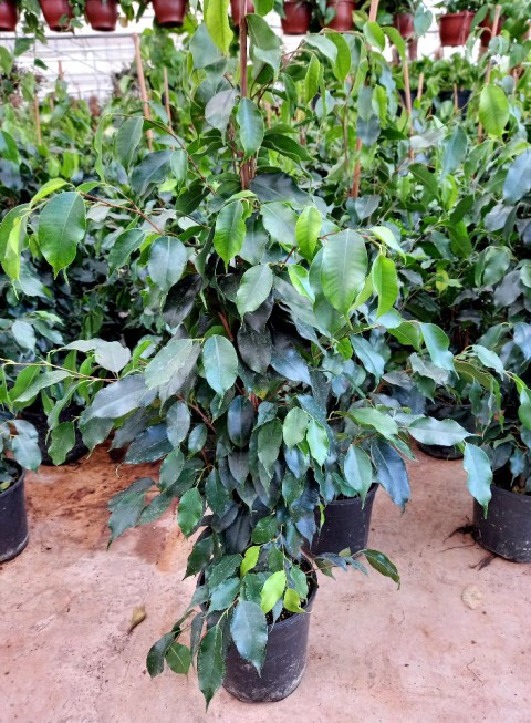 FİCUS BENJAMİN - HEDİYELİK SALON / OFİS BİTKİSİ