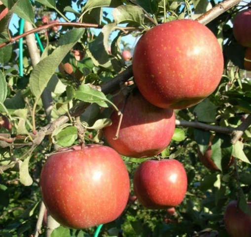 FUJİ KİKU ELMA FİDANI 1 ADET - AŞILI VE TÜPLÜ
