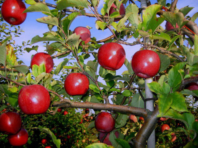 FUJİ KİKU ELMA FİDANI 5 ADET - AŞILI VE TÜPLÜ