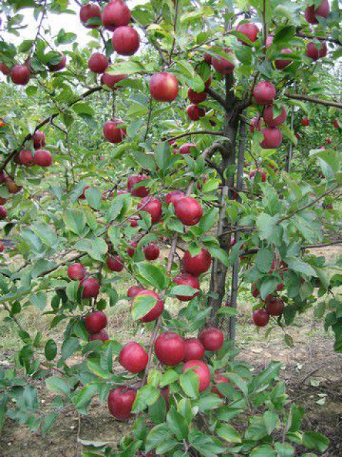 FUJİ KİKU ELMA FİDANI 5 ADET - AŞILI VE TÜPLÜ