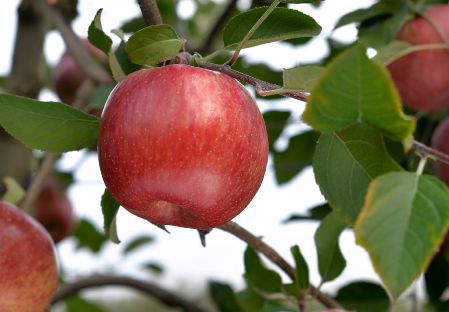 FUJİ KİKU ELMA FİDANI 5 ADET - AŞILI VE TÜPLÜ