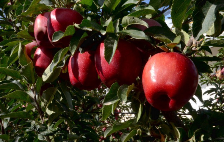 FUJİ KİKU ELMA FİDANI 5 ADET - AŞILI VE TÜPLÜ