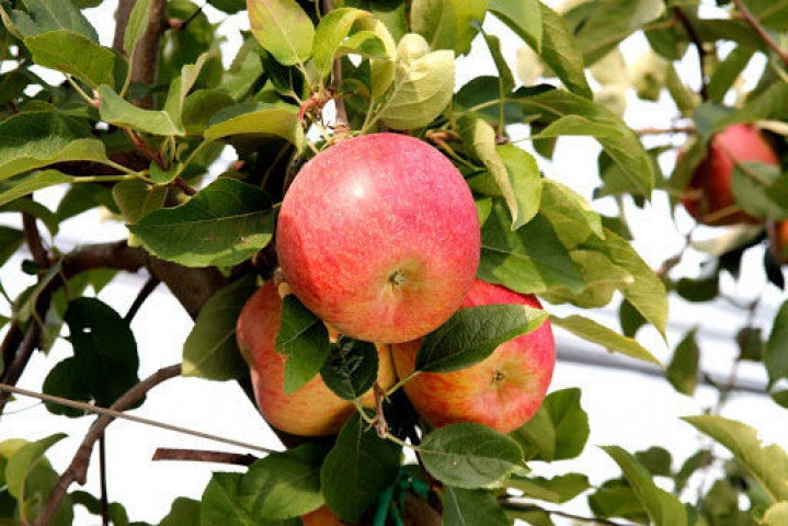 FUJİ KİKU ELMA FİDANI 5 ADET - AŞILI VE TÜPLÜ