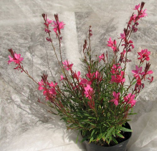 GAURA ÇİÇEĞİ 20 ADET - ÇOK YILLIK DIŞ MEKAN ÇİÇEĞİ