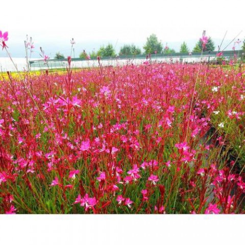GAURA ÇİÇEĞİ 5 ADET - ÇOK YILLIK DIŞ MEKAN ÇİÇEĞİ