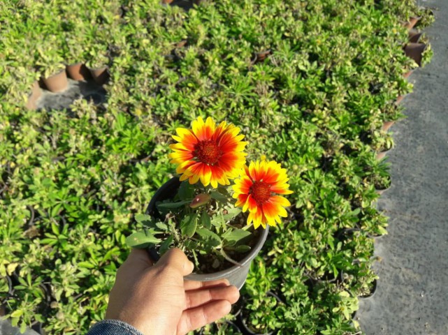 GAYRET ÇİÇEĞİ 10 ADET 'Gaillardia Grandiflora'