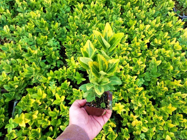 GOLD TAFLAN 180 ADET - SARI ÇİT BİTKİSİ