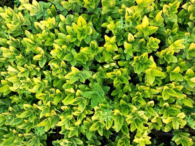 GOLD TAFLAN 180 ADET - SARI ÇİT BİTKİSİ